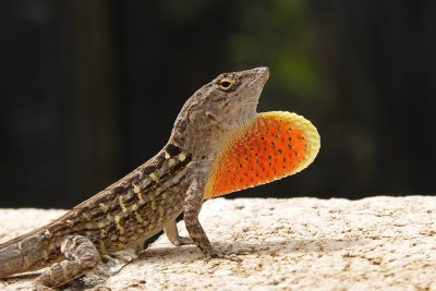 Brown Anole