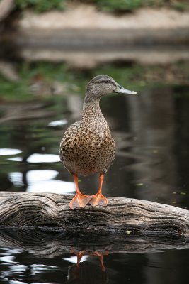 Wild Duck