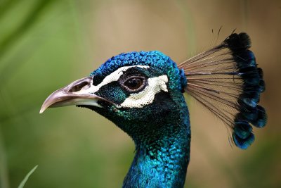 Peacock