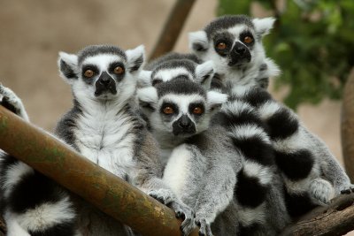 Ring Tailed Lemurs