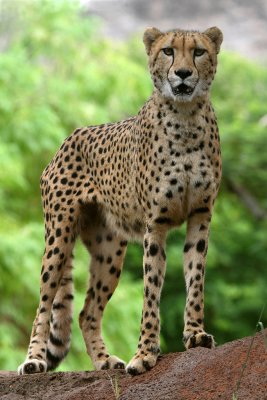 Oringo