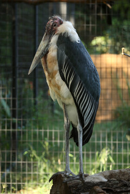 Lurch (Marabou Stork)