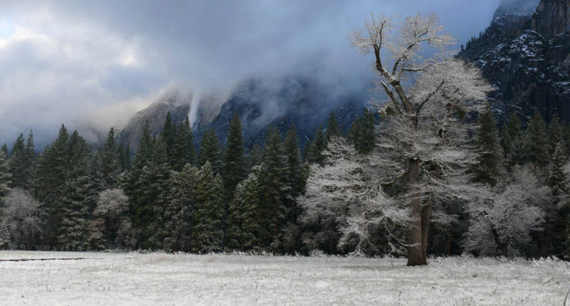 The old tree in the meadow