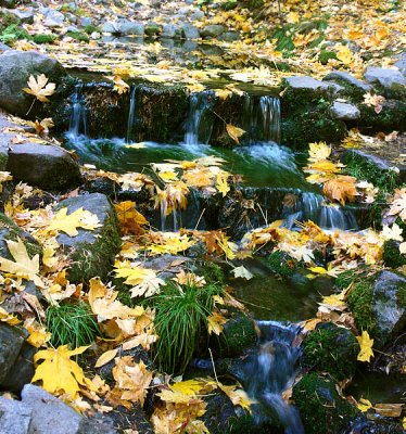 Fern Spring...with leaves