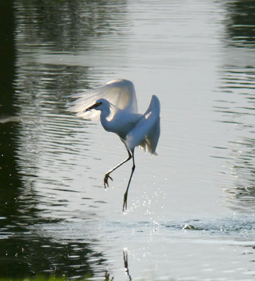 and egrets dance