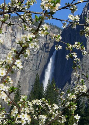 Yosemite Falls through the crabapple tree