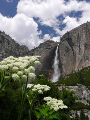 Flowers, falls, and clouds