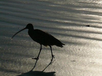 Beach birdwalk