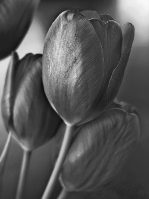 tulip