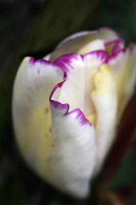 Tulip 