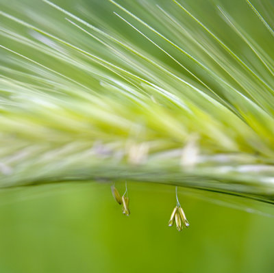 Seeds