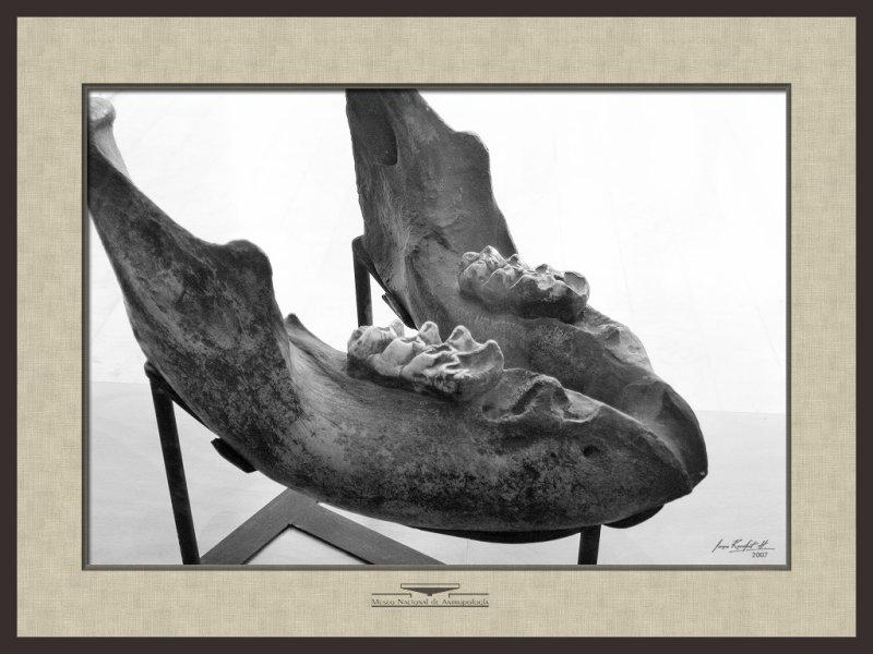 Mammoth Jaw