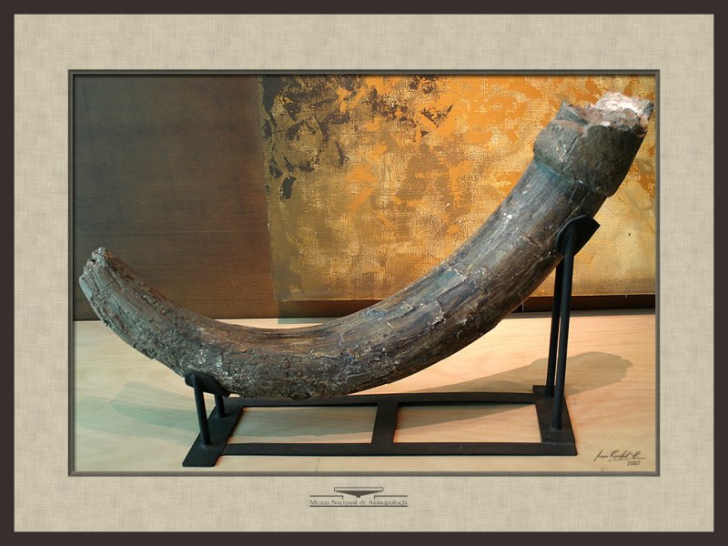 Mammoth Teeth