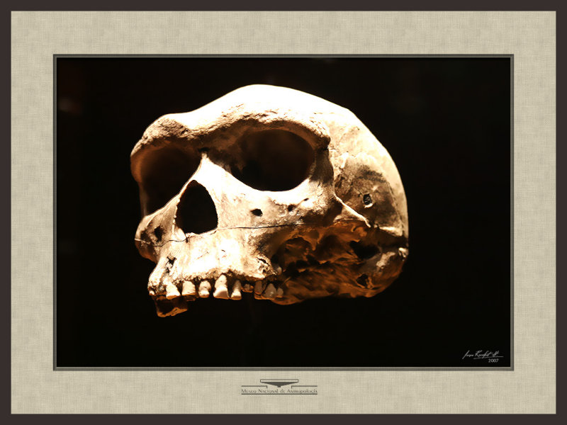 Homo Heidelbergensis Skull