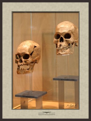 Prehistoric human skulls