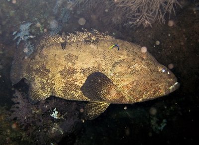 Tripletail, with Cleanerfish