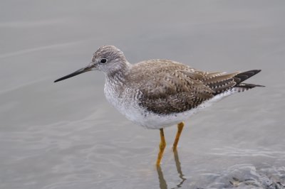 Lesser Yellowlegs