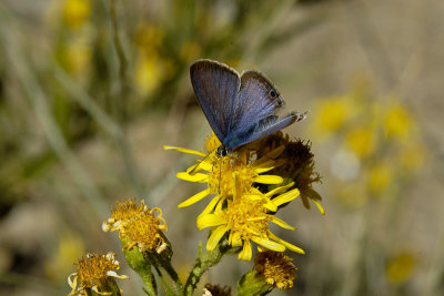 Long-tailed Blue