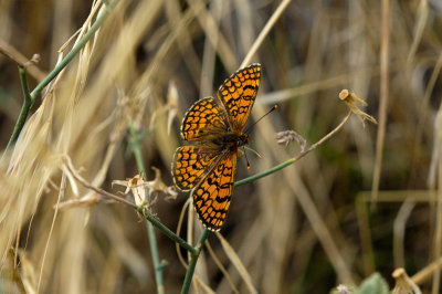 Fritillary