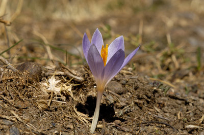 Autumn Crocus