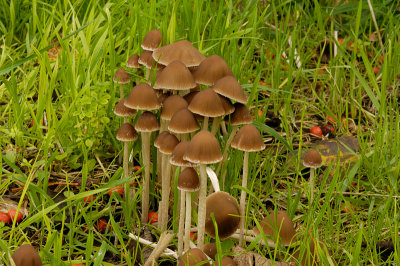 Psathyrella Fungus