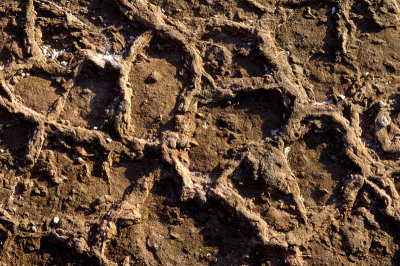Mud crack Cast