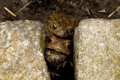 Common Toads