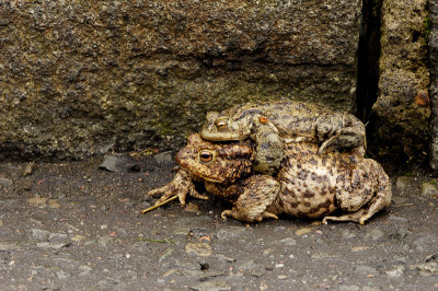 Common Toads