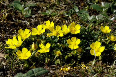 Spring Cinquefoil