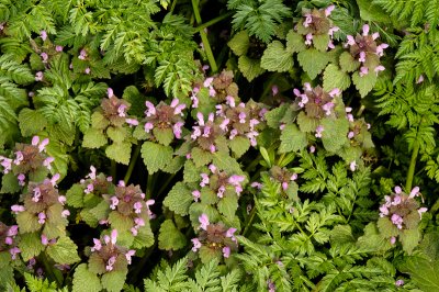 Red Dead Nettle