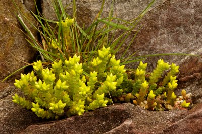 Biting Stonecrop