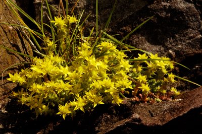 Biting Stonecrop