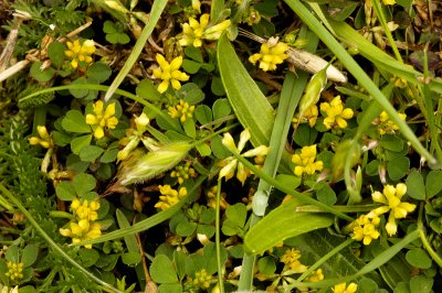 Black Medick