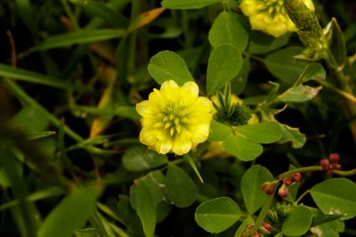 Lesser Trefoil