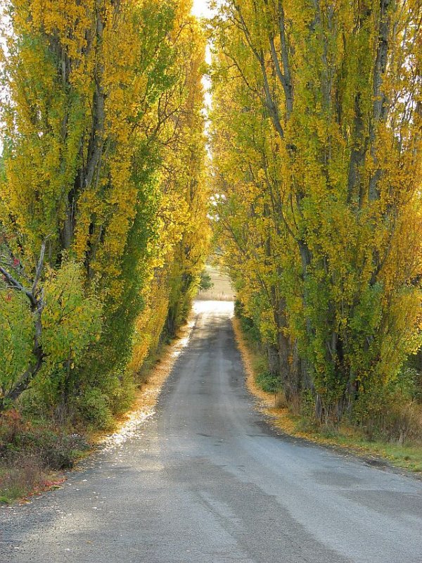 Poplars