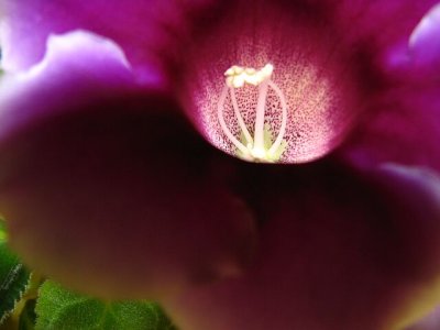 gloxinia vortex.