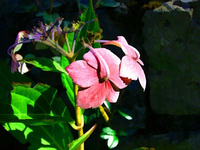 Great Gramas Hydrangea