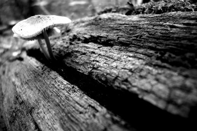 double mushroom