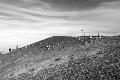 grazing gulls