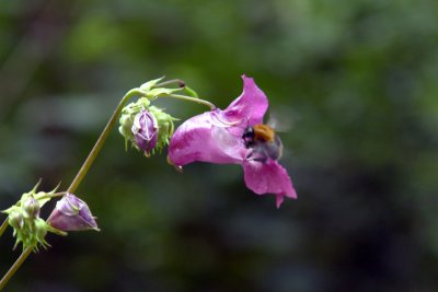 bzzzz