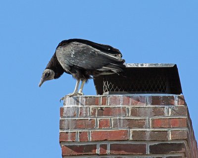 Black Vulture