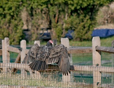 Turkey Vulture