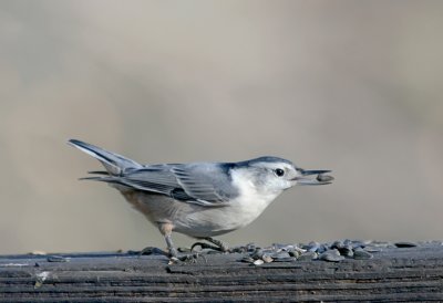 Nuthatch