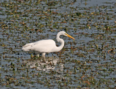 Great Egret