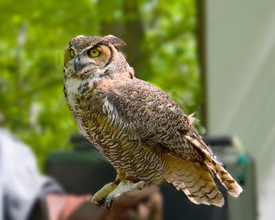 Great Horned Owl - Hawk Mountain Raptor Show