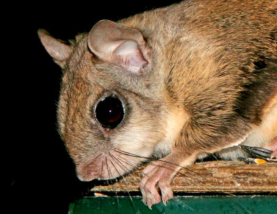 Flying Squirrel