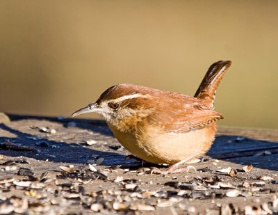 Carolina Wren