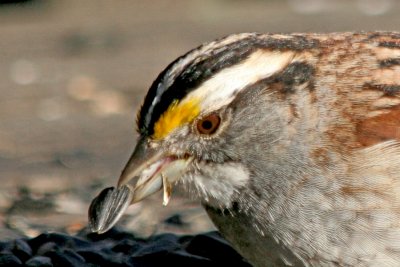 White Throated Sparrow