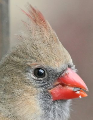 Cardinal