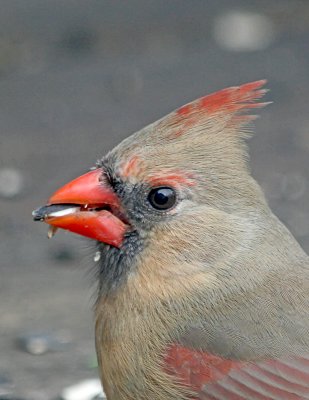 Cardinal